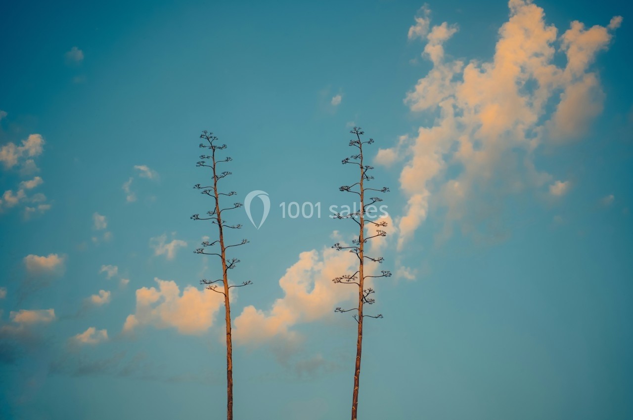 Deux tiges élancées avec de petites branches se détachent sur un ciel bleu parsemé de nuages clairs.